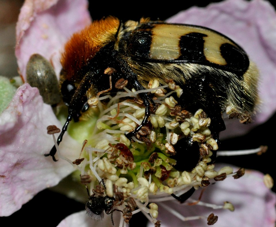 Trichius-fasciatus-04-fws