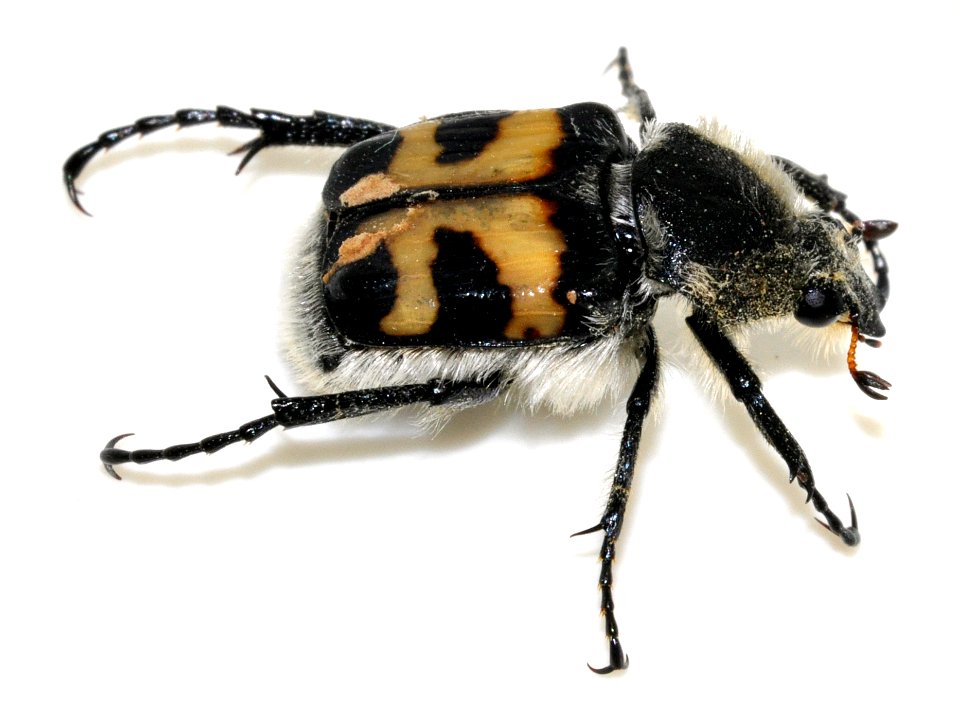 Trichius-fasciatus-10-fws