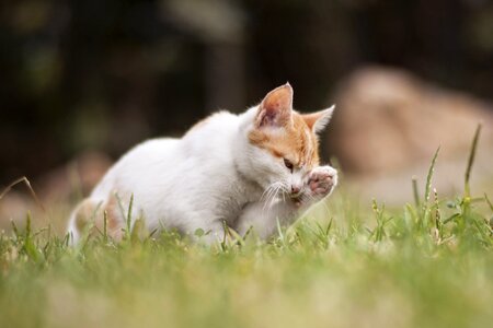 Cute pets animal portrait