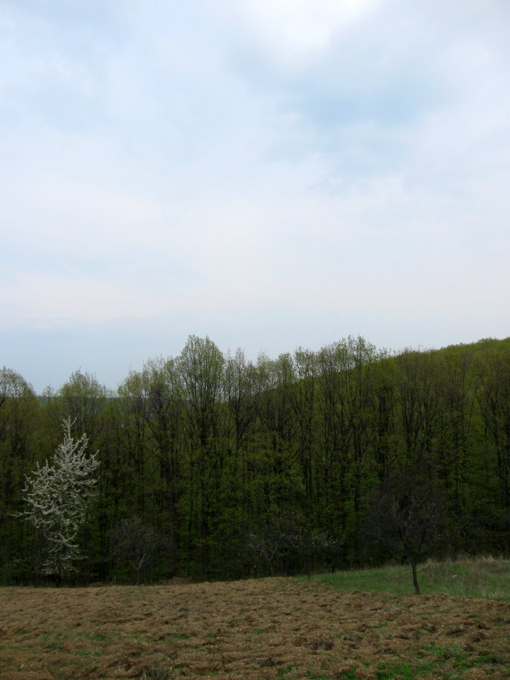 Trivale, at Băbana