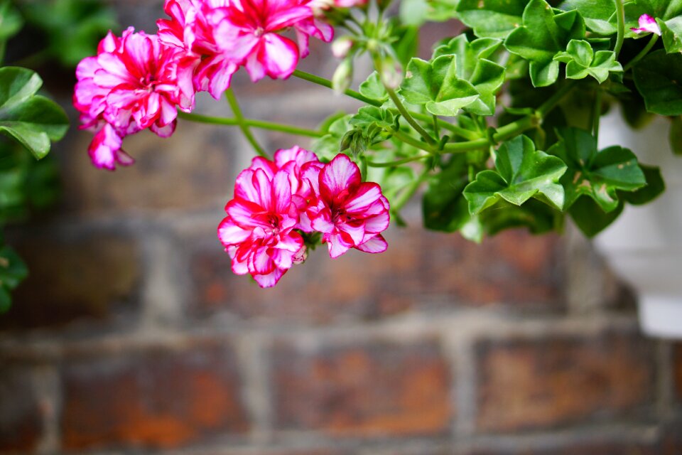 Plant spring nature