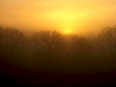 Sky wood morning