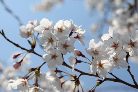 Blossom jinhae korea