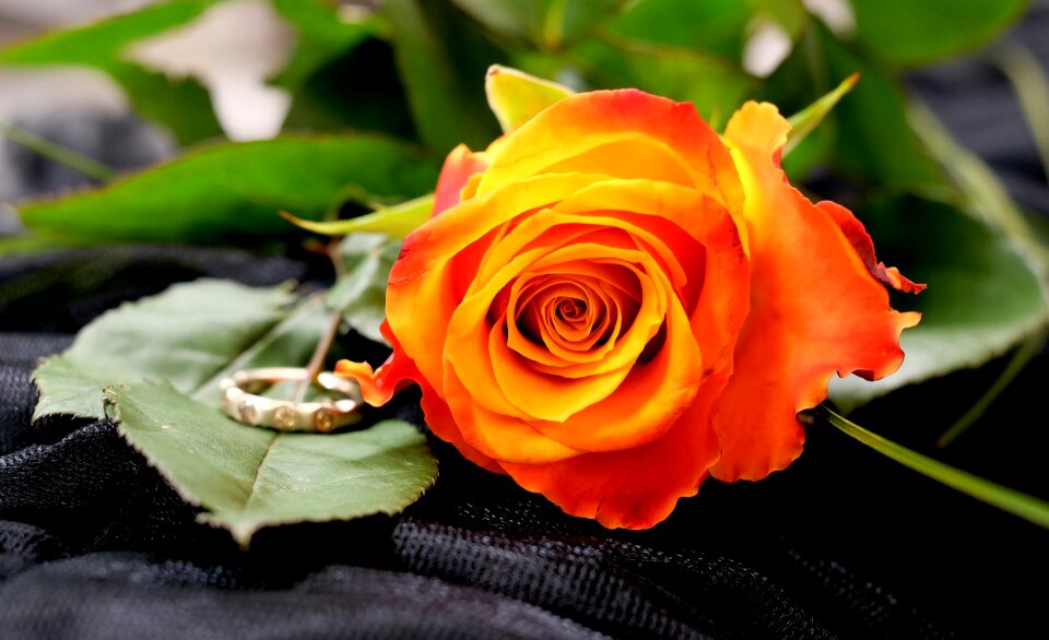 Bloom orange fragrance