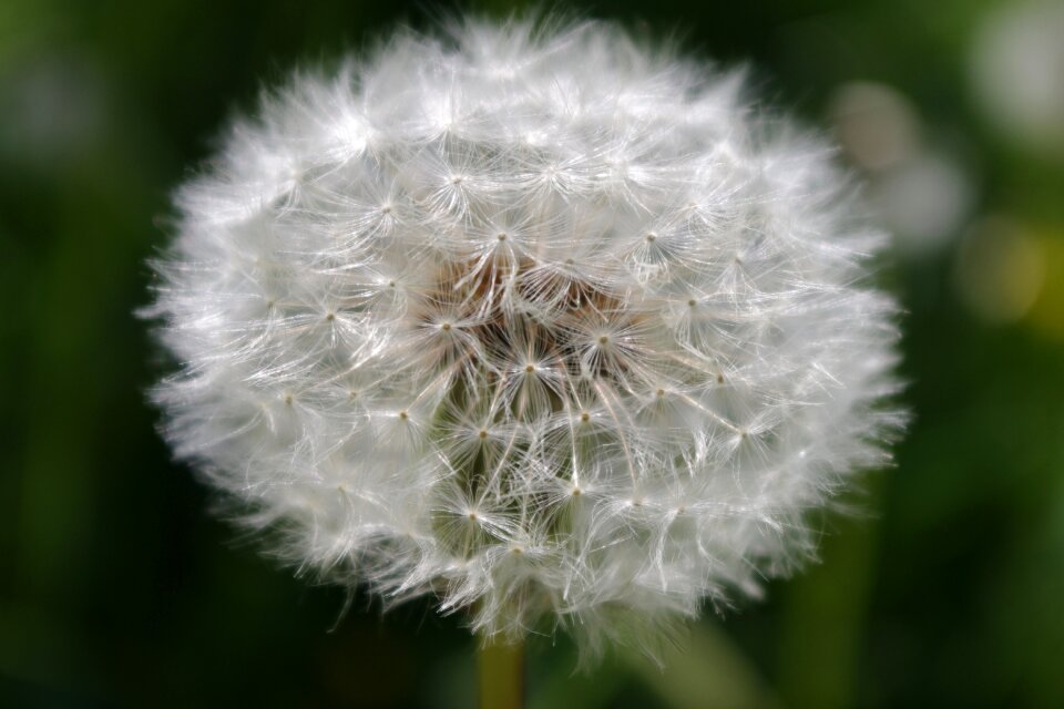 Seeds blossom bloom