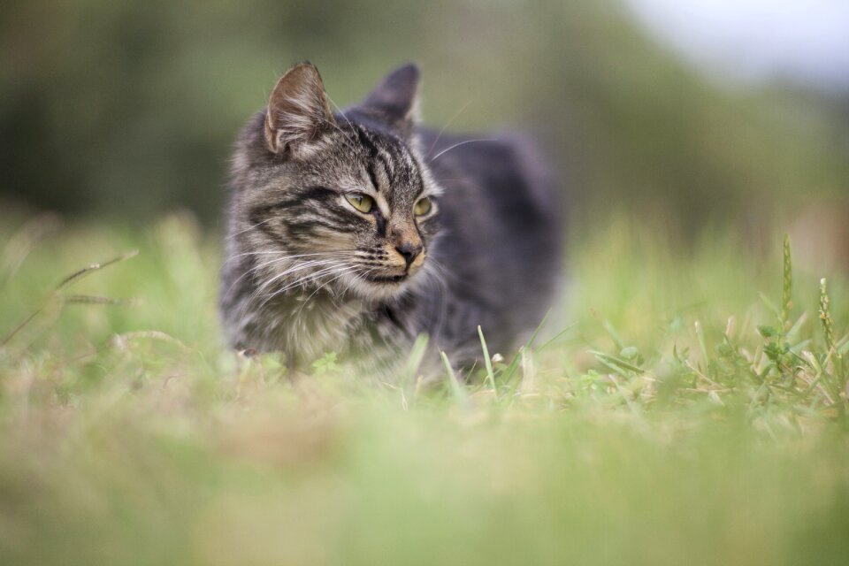 Cute pets animal portrait