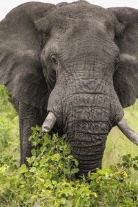 Africa animals natural