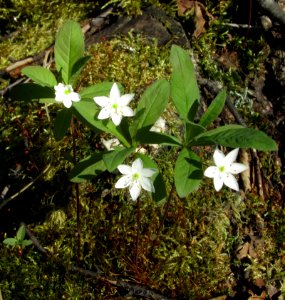 Trientalis europaea Oulu, Finland 29.05.2013