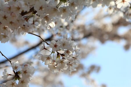Blossom jinhae korea