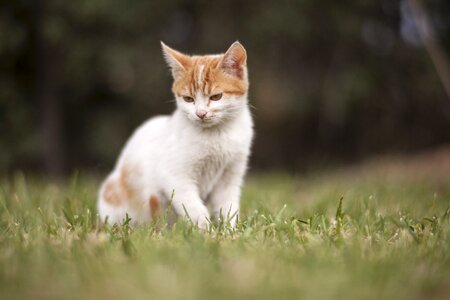 Cute pets animal portrait