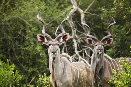 Wild africa animals