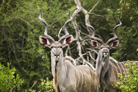 Wild africa animals photo