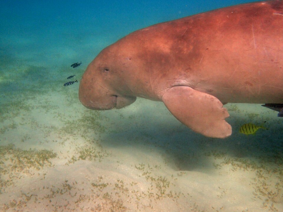 Diving red sea underwater world