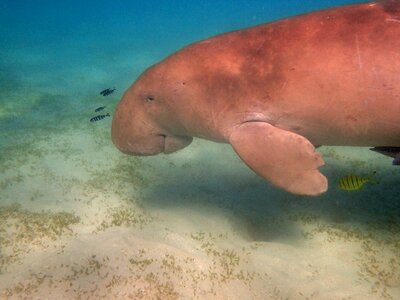 Diving red sea underwater world