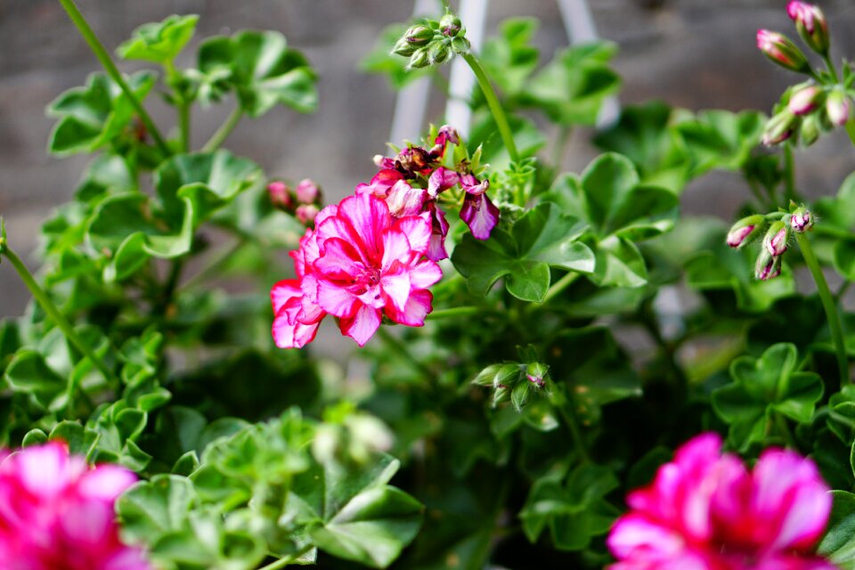 Plant spring nature