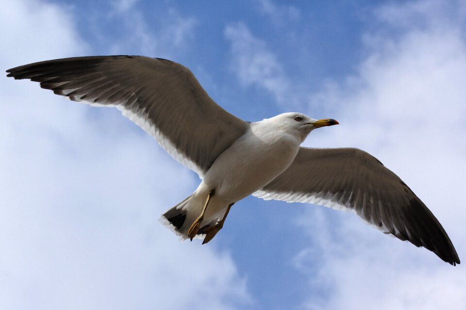 Beach promenade sea gull