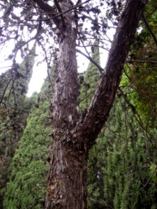 VALLDEMOSSA-MAJORKA, AB-321