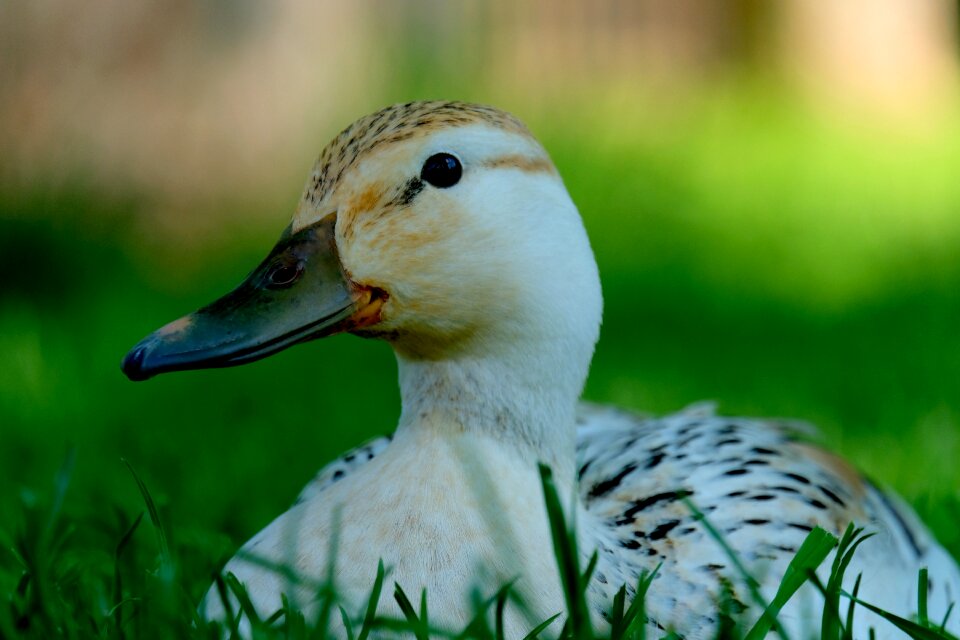 Water water bird meadow