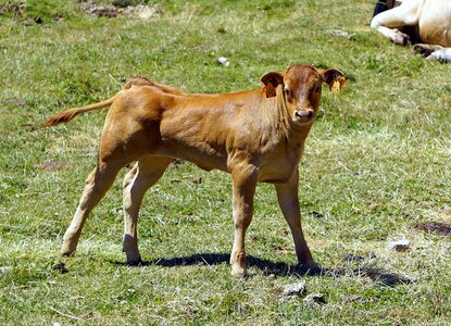 Animal cow with calf nature photo