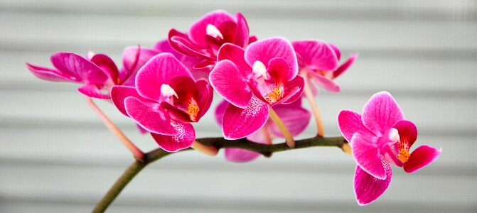 Pink flora flower