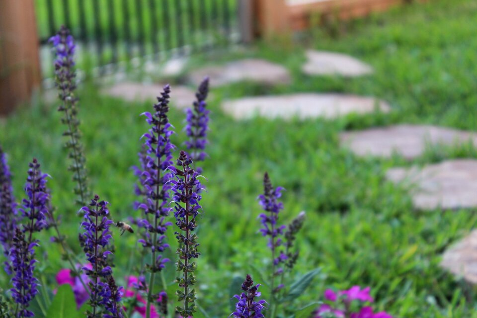 Blue bonnet nature plant