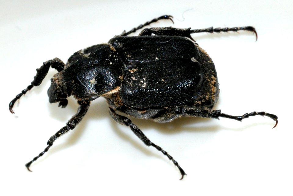 Valgus-hemipterus-02-fws
