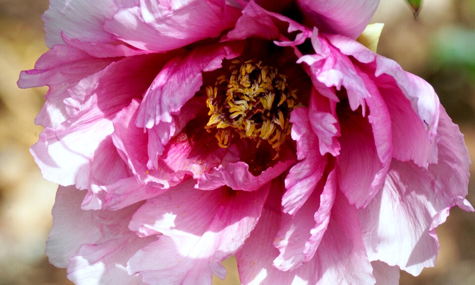 Sweet beautiful fragrance