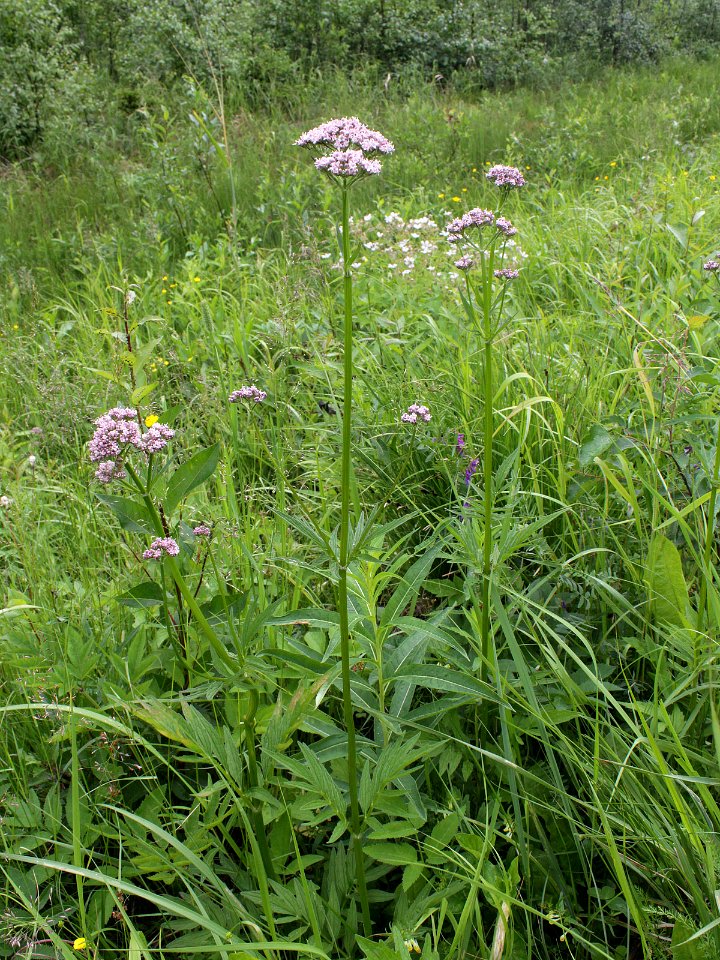 Valeriana sambucifolia Kiiminki, Finland 25.06.2013
