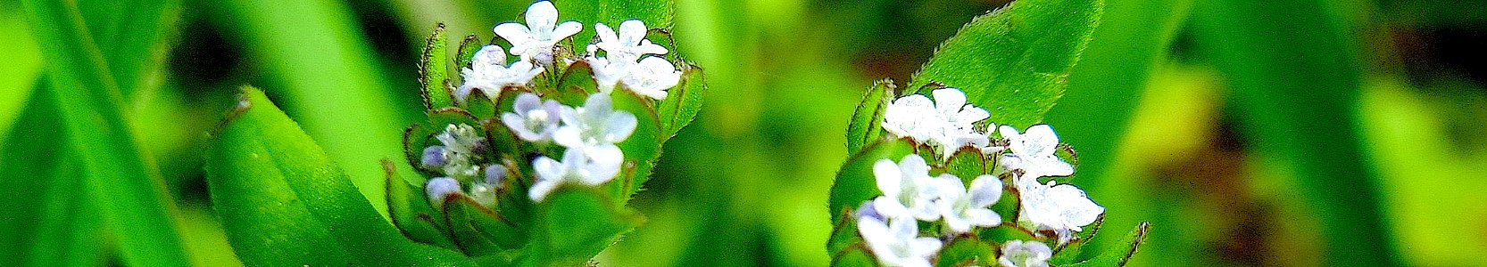 Valerianella locusta. Vorleser