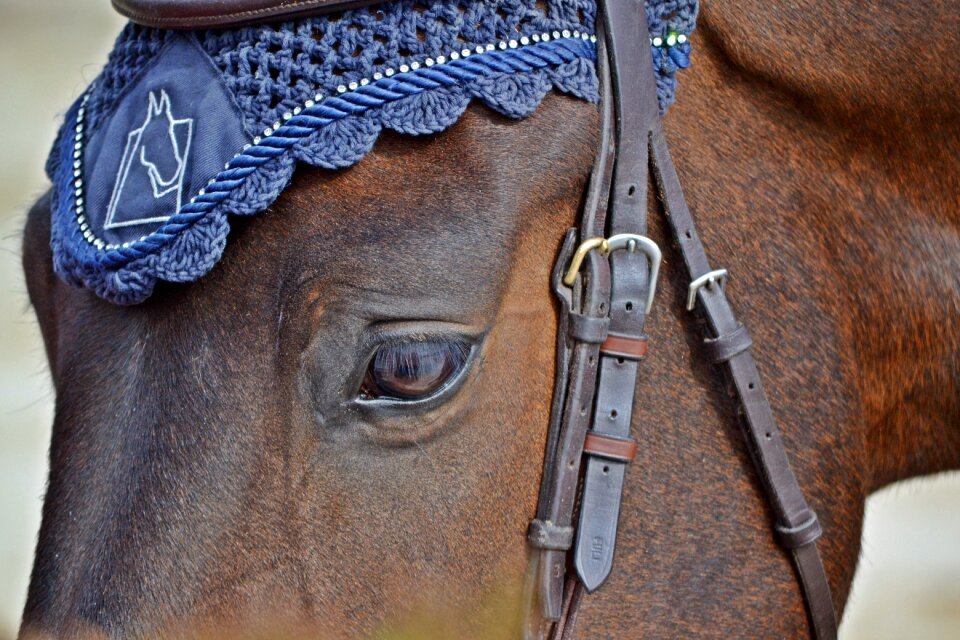 Equestrian rider mammal animal