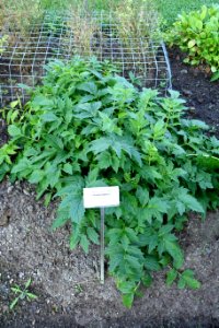 Valeriana sambucifolia - Bergianska trädgården - Stockholm, Sweden - DSC00195