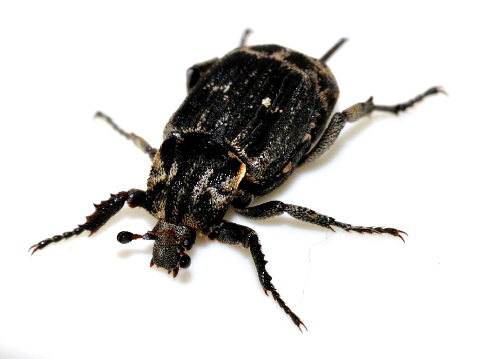 Valgus-hemipterus-19-fws