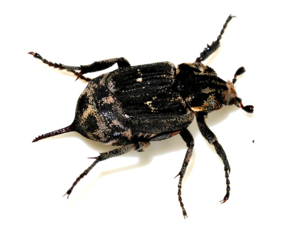 Valgus-hemipterus-11-fws