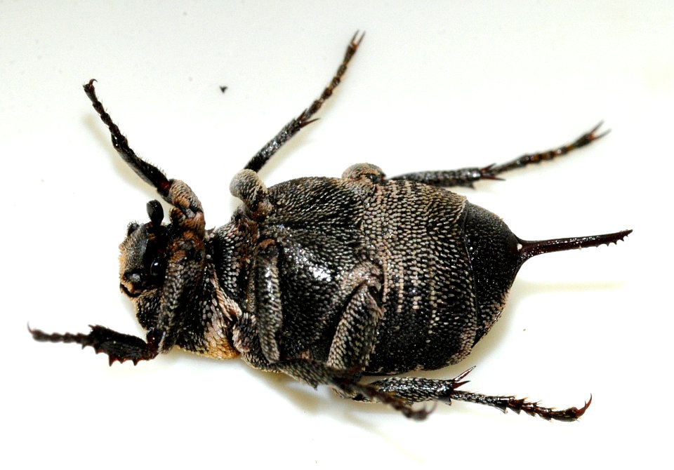 Valgus-hemipterus-15-fws