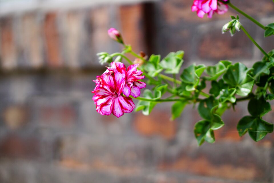 Plant spring nature