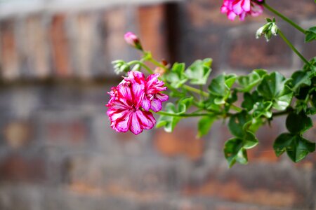 Plant spring nature