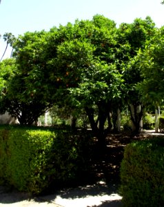 Valencia orange tree