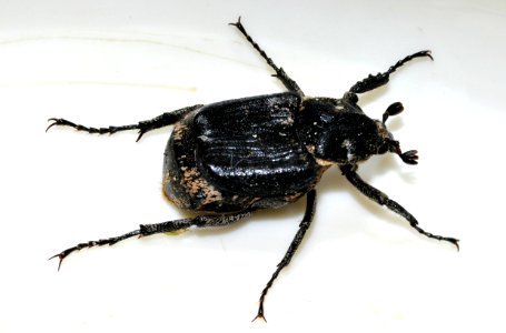 Valgus-hemipterus-06-fws