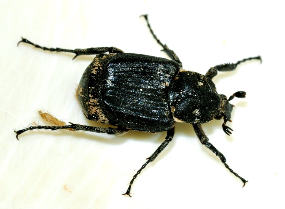 Valgus-hemipterus-01-fws