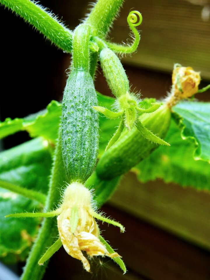 Vegetarian raw food food