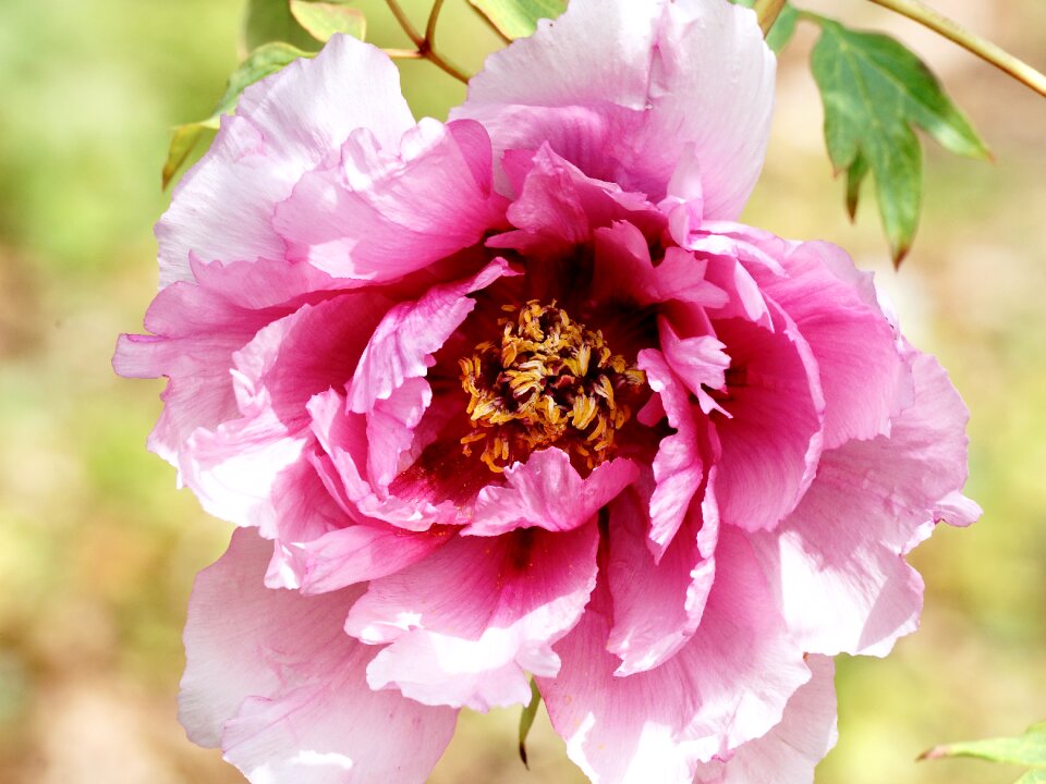 Sweet beautiful fragrance