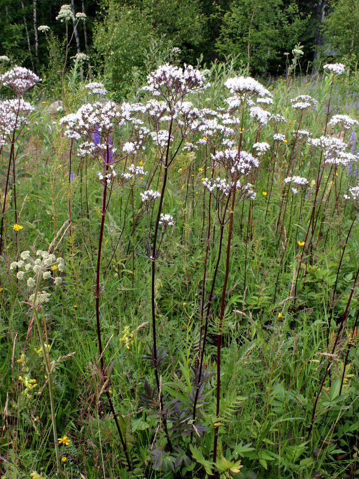 Valeriana sambucifolia ssp. salina Simo, Finland 14.07.2013