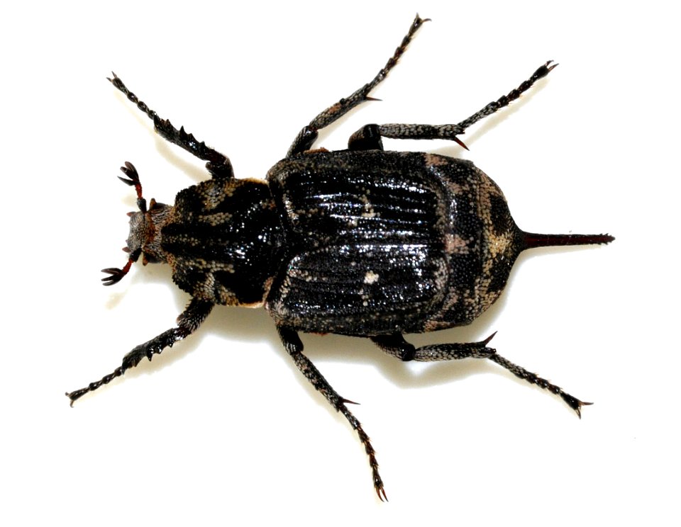 Valgus-hemipterus-12-fws