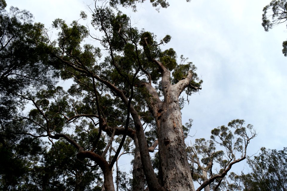 Valley of the Giants, Walpole Nornalup National Park 19