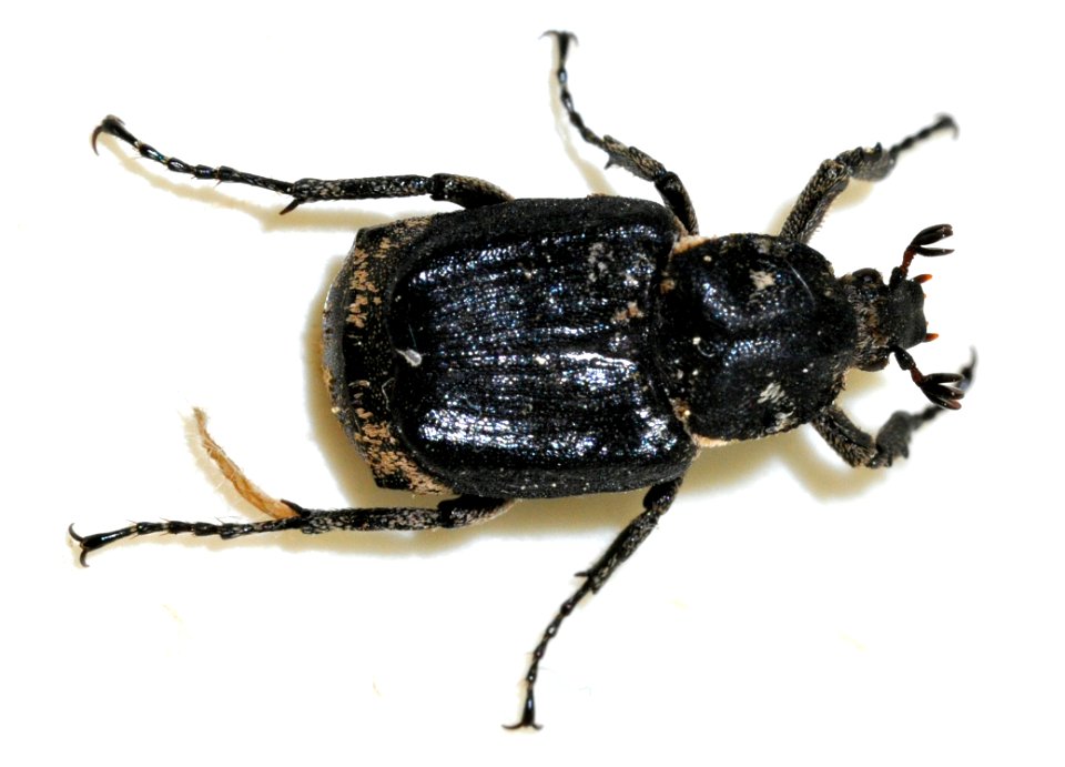 Valgus-hemipterus-09-fws