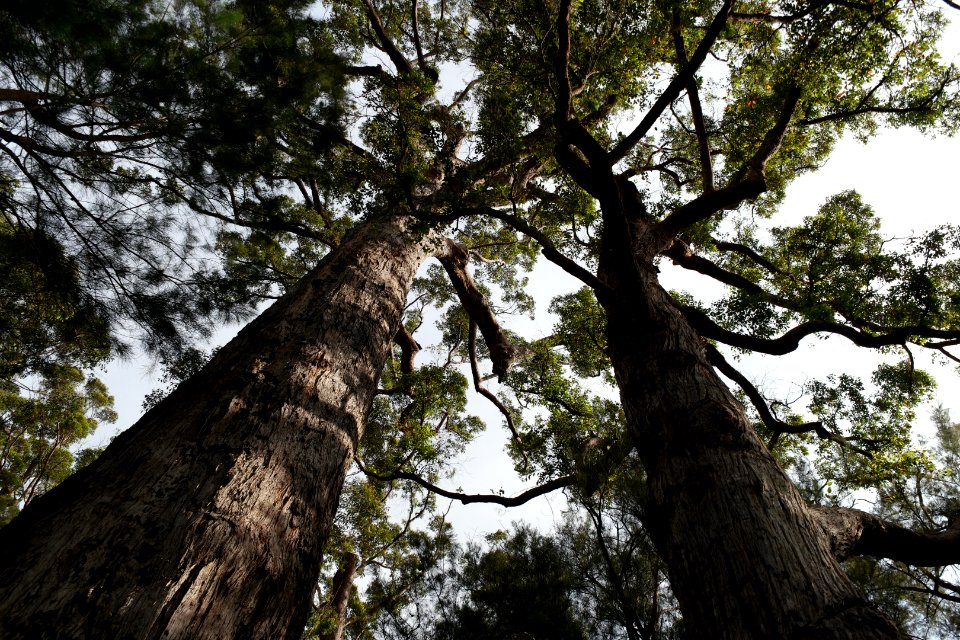 Valley of the Giants, Walpole Nornalup National Park 23