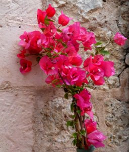 VALLDEMOSSA-MAJORKA, AB-329