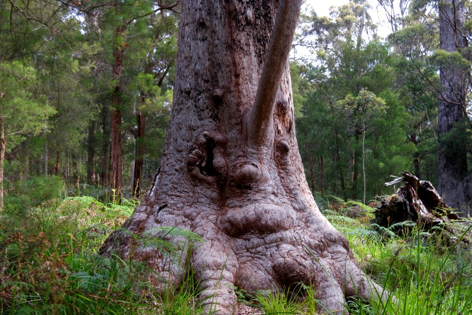 Valley of the Giants, Walpole Nornalup National Park 18