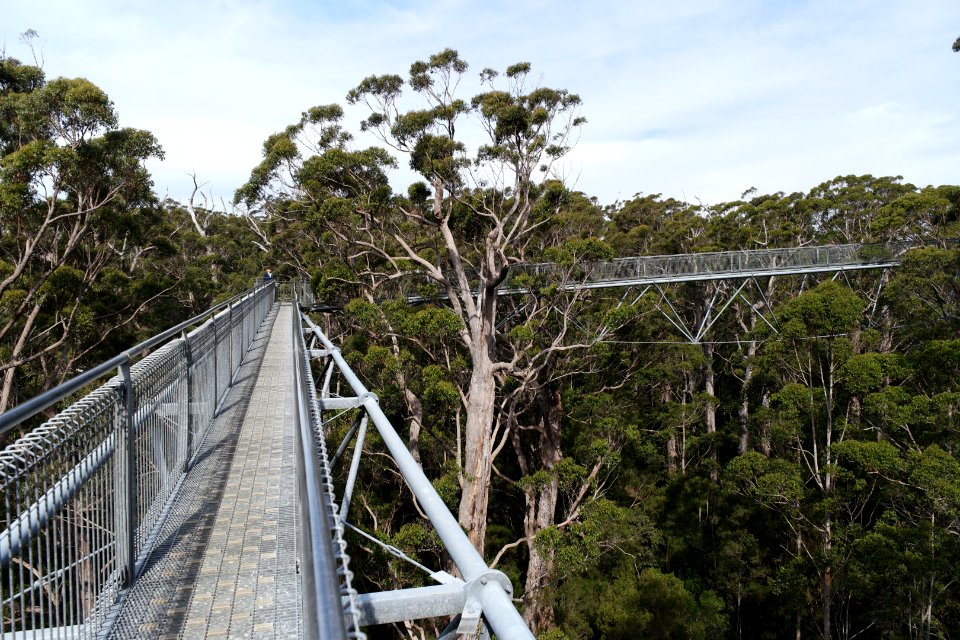 Valley of the Giants, Walpole Nornalup National Park 13