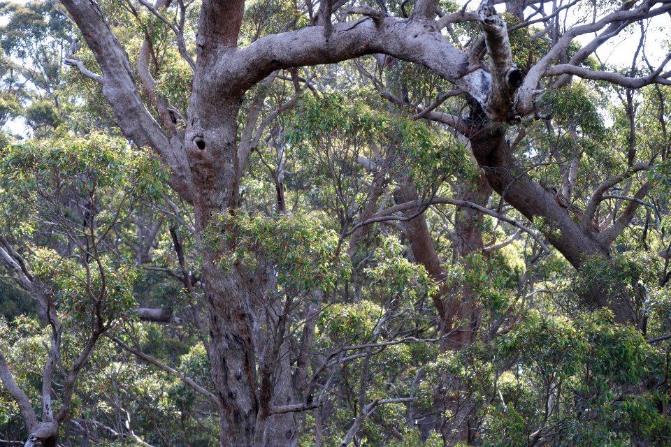 Valley of the Giants, Walpole Nornalup National Park 06
